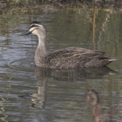 Anas superciliosa at McKellar, ACT - 19 Jun 2018 10:26 AM