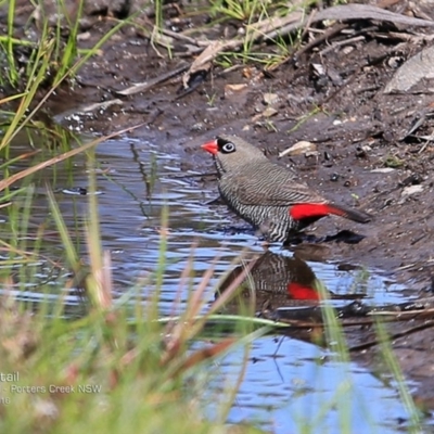 Stagonopleura bella (Beautiful Firetail) at Morton National Park - 14 Dec 2016 by Charles Dove