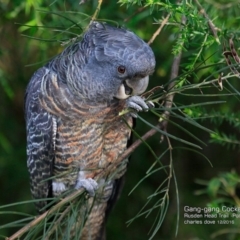 Callocephalon fimbriatum (Gang-gang Cockatoo) at Morton National Park - 15 Dec 2016 by CharlesDove