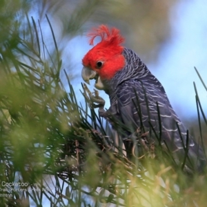 Callocephalon fimbriatum at Morton National Park - 15 Dec 2016