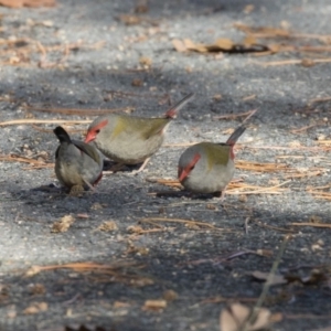 Neochmia temporalis at Giralang, ACT - 19 Jun 2018