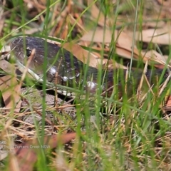 Notechis scutatus (Tiger Snake) at Morton National Park - 15 Dec 2016 by CharlesDove