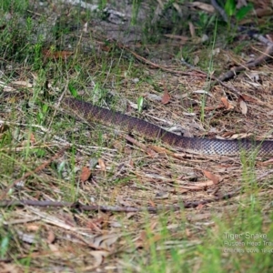 Notechis scutatus at Morton National Park - 15 Dec 2016