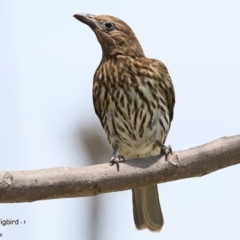 Sphecotheres vieilloti (Australasian Figbird) at Undefined - 9 Dec 2016 by CharlesDove