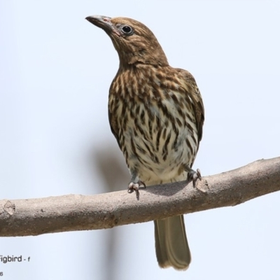 Sphecotheres vieilloti (Australasian Figbird) at Undefined - 8 Dec 2016 by Charles Dove