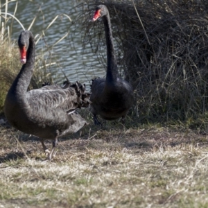 Cygnus atratus at Giralang, ACT - 19 Jun 2018