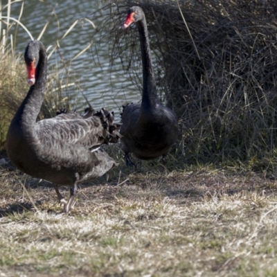 Cygnus atratus (Black Swan) at Giralang Wetlands - 19 Jun 2018 by AlisonMilton