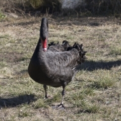 Cygnus atratus at Giralang, ACT - 19 Jun 2018