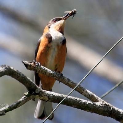 Acanthorhynchus tenuirostris (Eastern Spinebill) at Undefined - 10 Dec 2016 by CharlesDove