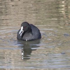 Fulica atra (Eurasian Coot) at Lake Ginninderra - 19 Jun 2018 by Alison Milton