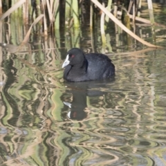 Fulica atra at Giralang, ACT - 19 Jun 2018 10:41 AM