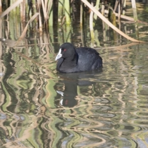 Fulica atra at Giralang, ACT - 19 Jun 2018