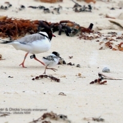 Charadrius rubricollis (Hooded Plover) at Undefined - 8 Dec 2016 by Charles Dove