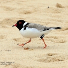 Charadrius rubricollis at suppressed - suppressed