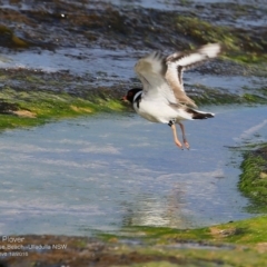Charadrius rubricollis (Hooded Plover) at Undefined - 7 Dec 2016 by Charles Dove