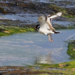 Charadrius rubricollis (Hooded Plover) at Undefined - 6 Dec 2016 by Charles Dove