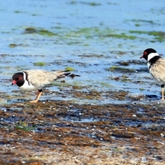 Charadrius rubricollis at suppressed - 7 Dec 2016