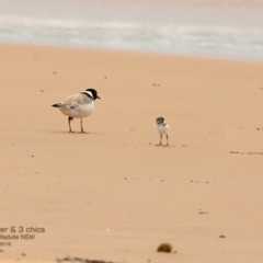 Charadrius rubricollis (Hooded Plover) at Dolphin Point, NSW - 7 Dec 2016 by Charles Dove