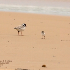 Charadrius rubricollis (Hooded Plover) at Dolphin Point, NSW - 8 Dec 2016 by CharlesDove