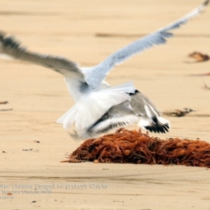 Charadrius rubricollis at suppressed - suppressed