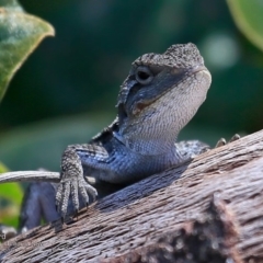 Amphibolurus muricatus (Jacky Lizard) at Coomee Nulunga Cultural Walking Track - 7 Dec 2016 by CharlesDove