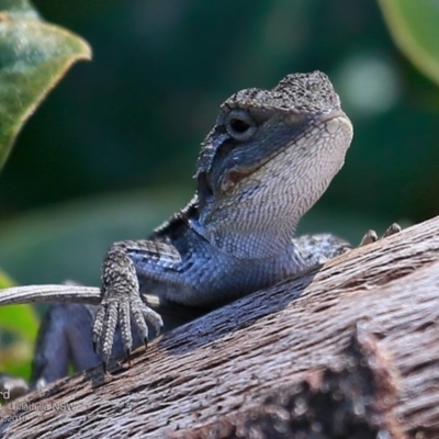 Amphibolurus muricatus (Jacky Lizard) at Ulladulla, NSW - 6 Dec 2016 by CharlesDove