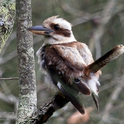 Dacelo novaeguineae (Laughing Kookaburra) at Narrawallee Foreshore Reserves Walking Track - 5 Dec 2016 by Charles Dove