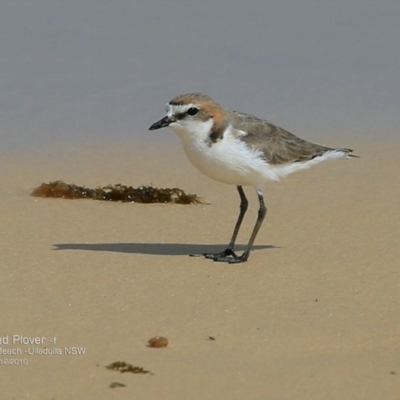 Anarhynchus ruficapillus (Red-capped Plover) at Undefined - 7 Dec 2016 by CharlesDove