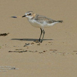 Anarhynchus ruficapillus at undefined - 7 Dec 2016