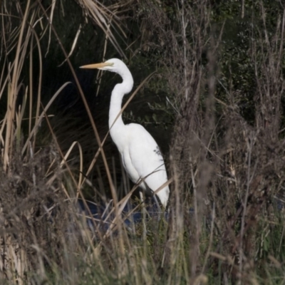 Ardea alba (Great Egret) at Giralang, ACT - 19 Jun 2018 by AlisonMilton