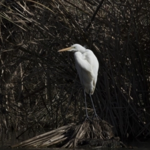 Ardea alba at Giralang, ACT - 19 Jun 2018 11:10 AM