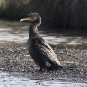 Phalacrocorax carbo at Giralang, ACT - 19 Jun 2018 11:04 AM