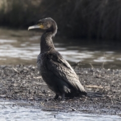 Phalacrocorax carbo (Great Cormorant) at Giralang, ACT - 19 Jun 2018 by Alison Milton