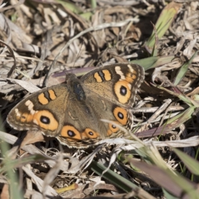 Junonia villida (Meadow Argus) at Giralang, ACT - 19 Jun 2018 by AlisonMilton