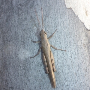 Pardillana limbata at Theodore, ACT - 22 Apr 2017 03:12 PM