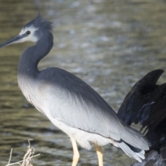 Egretta novaehollandiae (White-faced Heron) at Giralang, ACT - 19 Jun 2018 by AlisonMilton