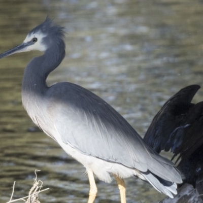 Egretta novaehollandiae (White-faced Heron) at Giralang, ACT - 19 Jun 2018 by AlisonMilton