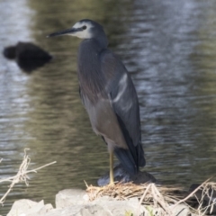 Egretta novaehollandiae at Giralang, ACT - 19 Jun 2018