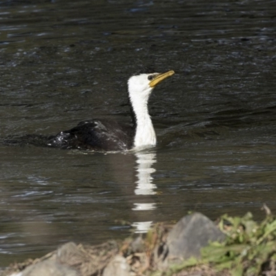 Microcarbo melanoleucos (Little Pied Cormorant) at McKellar, ACT - 19 Jun 2018 by AlisonMilton