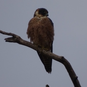 Falco longipennis at Garran, ACT - 12 Jun 2018 04:32 PM