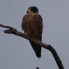 Falco longipennis (Australian Hobby) at Garran, ACT - 12 Jun 2018 by roymcd
