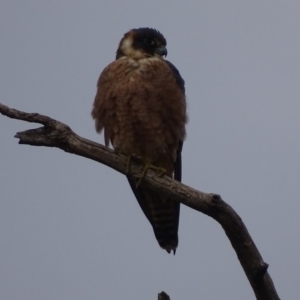 Falco longipennis at Garran, ACT - 12 Jun 2018