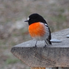 Petroica boodang (Scarlet Robin) at Garran, ACT - 13 Jun 2018 by roymcd