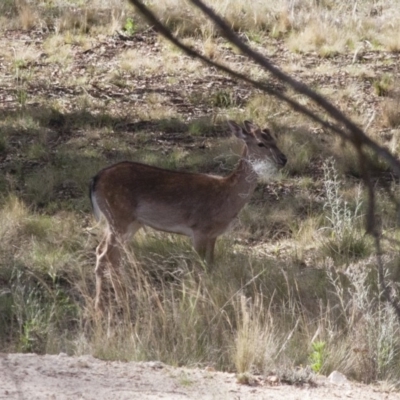 Dama dama (Fallow Deer) at Illilanga & Baroona - 12 Nov 2011 by Illilanga