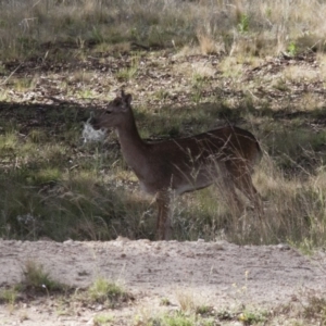 Dama dama at Michelago, NSW - 12 Nov 2011