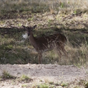 Dama dama at Michelago, NSW - 12 Nov 2011