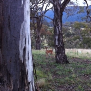 Dama dama at Michelago, NSW - suppressed