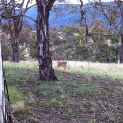 Dama dama at Michelago, NSW - suppressed