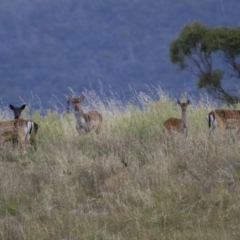 Dama dama (Fallow Deer) at Illilanga & Baroona - 2 Apr 2013 by Illilanga