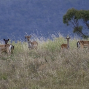 Dama dama at Michelago, NSW - suppressed